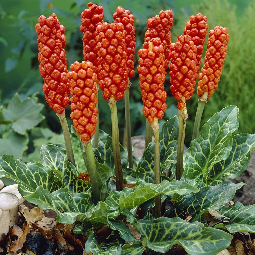 Arum italicum
